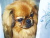 Pekingese Foto: hey, hey, hey... (ID 26027) Pekingese Hund