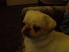 Pekingese Foto: unsere kleine jina (ID 10848) Pekingese Hund