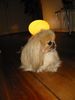 Pekingese Foto: Vida mit Heiligenschein (ID 16772) Pekingese Hund