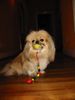 Pekingese Foto: Vida mit Schnuller (ID 16773) Pekingese Hund