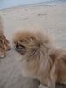 Pekingese Foto (ID 16267) Pekingese Hund
