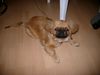 Pekingese Foto: Uuui ist der kleine Vuky neugierig!!! (ID 6184) Pekingese Hund