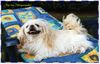Pekingese Foto: Inja vom Pekingesenpalast (ID 4965) Pekingese Hund
