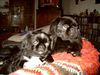 Pekingese Foto: Vater u.Sohn (ID 15894) Pekingese Hund