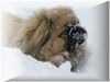Pekingese Foto: Spielerie 2 (ID 18095) Pekingese Hund