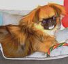 Pekingese Hund