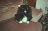 Pekingese Foto: I speak English only--just wanted you to see my adorable Peke. (ID 2256) Pekingese Hund