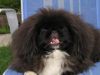 Pekingese Foto: Kennel Chaneira (ID 38549) Pekingese Hund