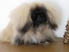 Pekingese Foto: Kennel (ID 35154) Pekingese Hund