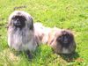 Pekingese Foto: Unsere Lieblinge Paul und Meggi (ID 12589) Pekingese Hund