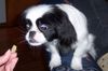 Pekingese Foto: Lotte - 7 Monate (ID 11420) Pekingese Hund