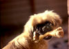 Pekingese Foto: Diesen Knochen halte ich aber fest (ID 27688) Pekingese Hund