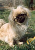Pekingese Foto: Unser Liebling aus Ungarn (ID 27686) Pekingese Hund