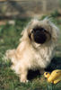 Pekingese Foto (ID 27677) Pekingese Hund