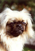 Pekingese Foto: Beim Besuch in Neustadt Schwarzwald (ID 27691) Pekingese Hund