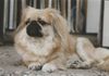Pekingese Foto: In Memory: Mandy (ID 7061) Pekingese Hund