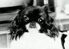 Pekingese Foto (ID 8969) Pekingese Hund