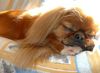 Pekingese Foto: Miyoko (ID 46152) Pekingese Hund