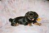 Pekingese Foto: Meine Kleine Milly (ID 7710) Pekingese Hund