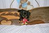 Pekingese Foto: Meine Kleine Milly (ID 7711) Pekingese Hund