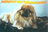 Pekingese Foto: kleine Hobbyzucht (ID 4964) Pekingese Hund