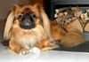 Pekingese Hund