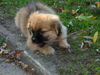 Pekingese Foto: Ich bin Peki/Yorki Mix Odin und mit Nase auch sehr süß (ID 36040) Pekingese Hund