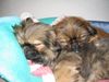 Pekingese Foto: unsere zwei süßen Lady und Senej (ID 19921) Pekingese Hund