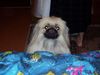 Pekingese Foto: persik (ID 20509) Pekingese Hund