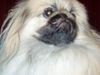 Pekingese Foto: persik (ID 20510) Pekingese Hund