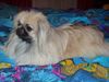 Pekingese Foto (ID 20508) Pekingese Hund