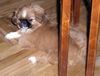 Pekingese Foto (ID 5552) Pekingese Hund