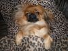 Pekingese Hund