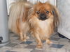 Pekingese Foto: Bubuschka (ID 43345) Pekingese Hund