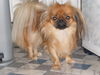 Pekingese Hund