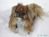 Pekingese Foto: kleine Pekinesendame, die sich auch im Schee noch wohl fühlt (ID 22601) Pekingese Hund