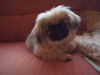 Pekingese Foto: Mine Laila (ID 34909) Pekingese Hund