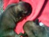 Pekingese Foto: da sind wir erst 3 3 wochen jung (ID 13940) Pekingese Hund