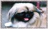 Pekingese Foto: Percy (ID 1328) Pekingese Hund