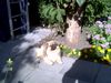 Pekingese Foto: Unser Benny (ID 6073) Pekingese Hund