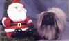 Pekingese Foto: Frohe Weihnachten (ID 1502) Pekingese Hund