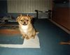 Pekingese Foto: Mein kleiner süßer Gremlin!!! (ID 16538) Pekingese Hund