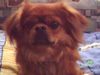 Pekingese Foto: Rocky (ID 20737) Pekingese Hund