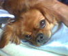 Pekingese Foto: Sweet Face (ID 24714) Pekingese Hund