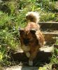 Pekingese Foto: Das ist kein reinrassiger Pekinese. Aber warum sollen keine Mischlinge gezeigt werden auch wenn sie süß sind? (ID 27158) Pekingese Hund