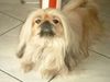 Pekingese Foto: Hallo ich bin GIN-JAvom Palasthund (ID 6220) Pekingese Hund