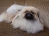 Pekingese Foto: PERS CHIN JU SI (ID 20512) Pekingese Hund
