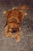 Pekingese Foto: Unser KoKo2 (ID 43403) Pekingese Hund