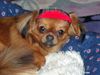 Pekingese Foto: Unser kleiner AXI (ID 3659) Pekingese Hund