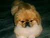 Pekingese Hund